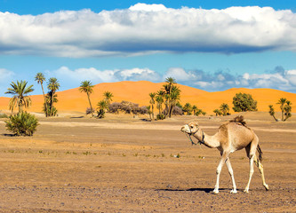 White desert safari